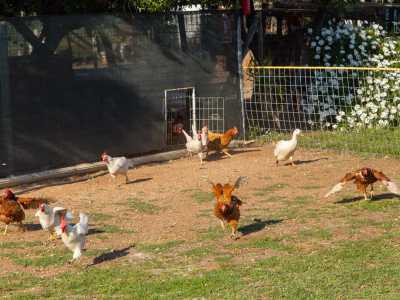 Poco pi� avanti, attraverso una piccola porticina, emergono dalla loro �abitazione� oche e galline che, attirate da un fischio di Valentina...